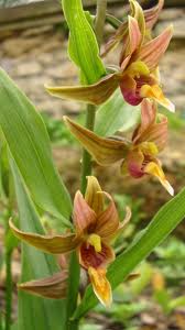 Epipactis gigantea